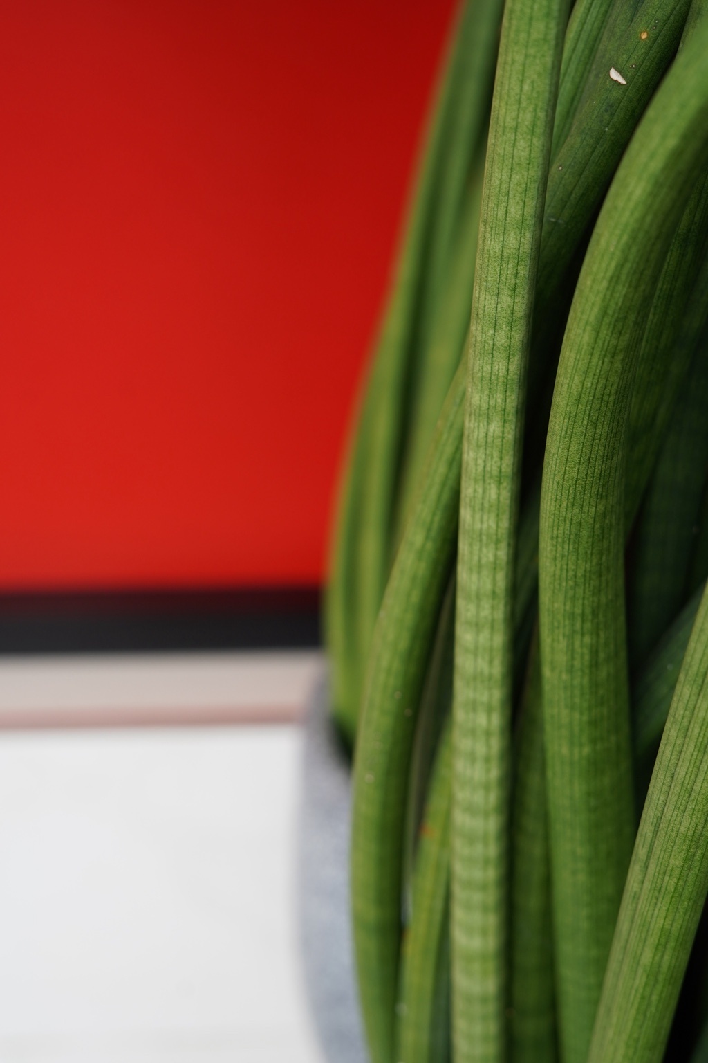Green leaves against a red background