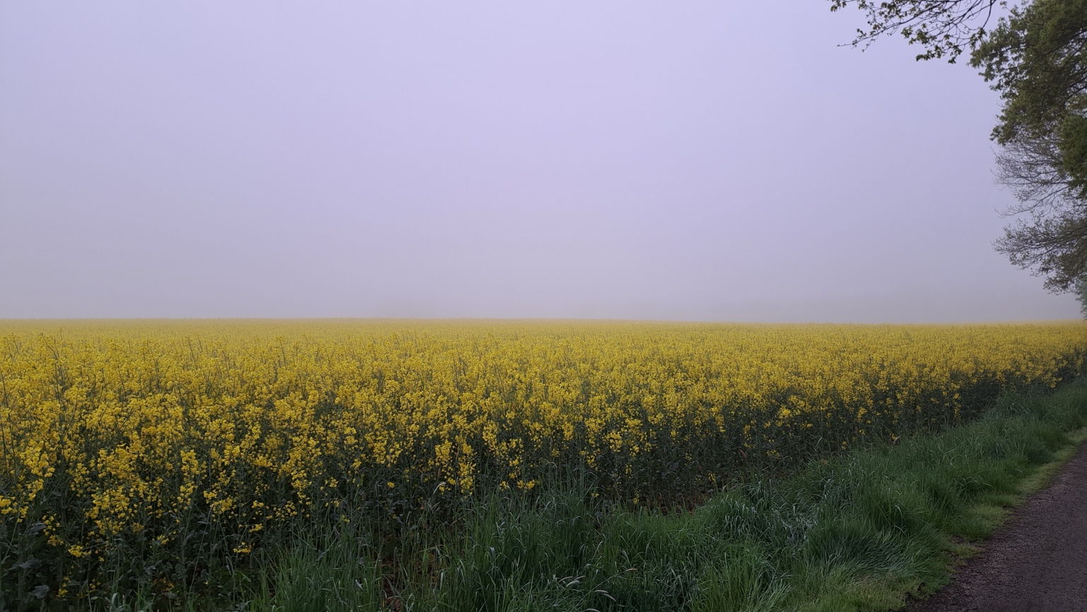 Yellow field fading into fog