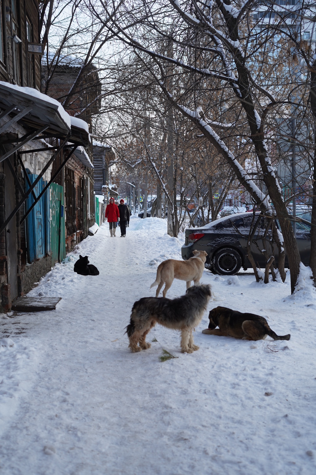 Dogs and pedestrians on a snowy sidewalk