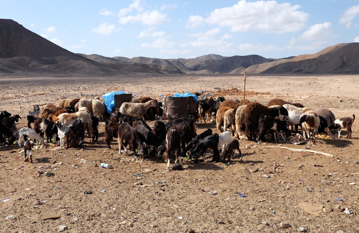 Goats gathered in a dry desert landscape with mountains behind them