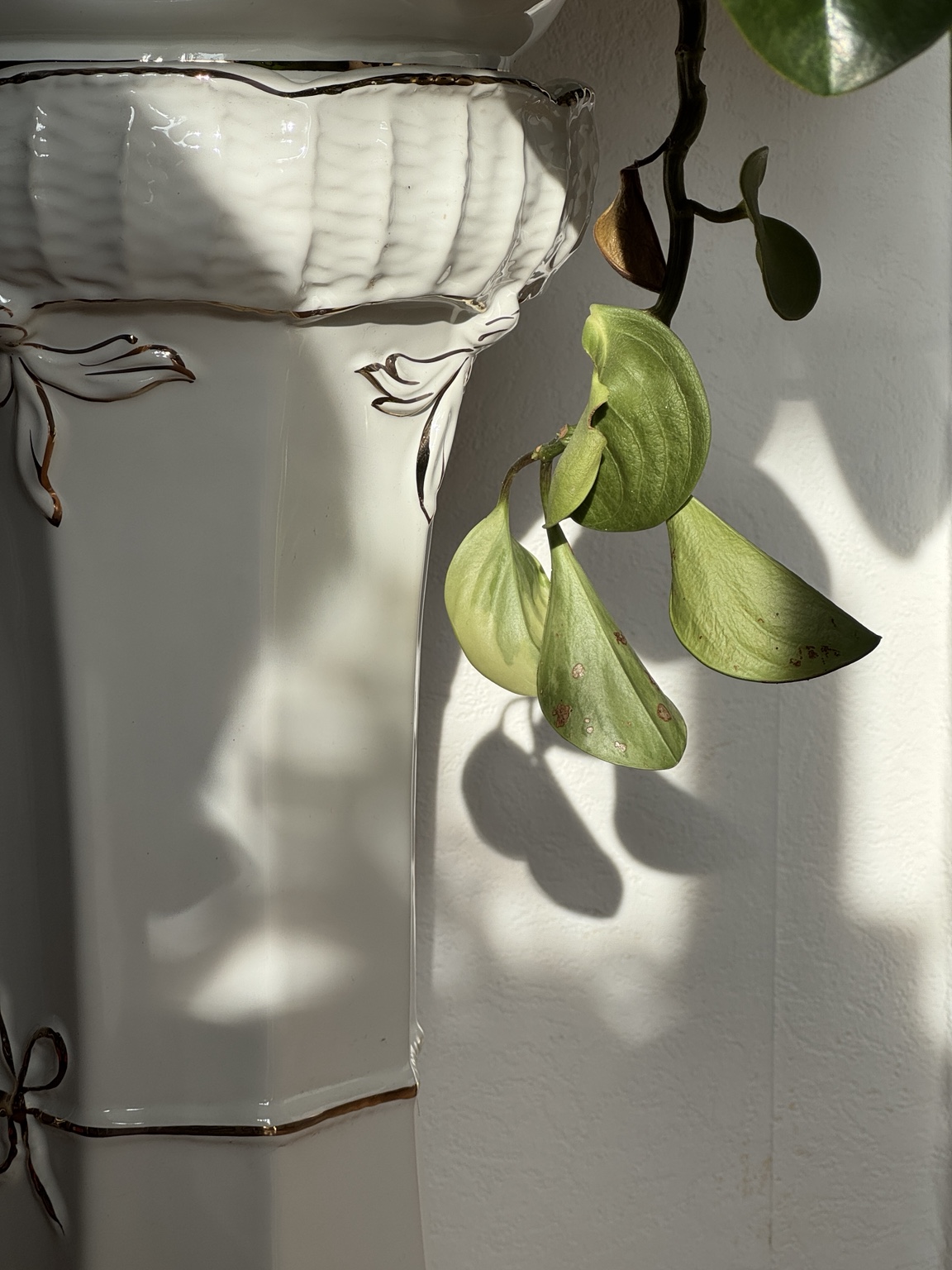 Plant leaves and shadows beside a white ceramic surface